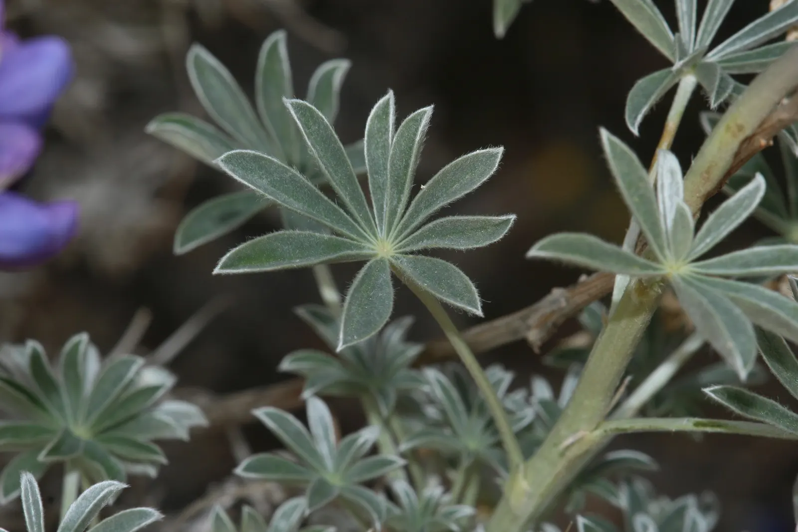 Grape Soda Lupine (Lupinus Excubitus) — botanically known as Lupinus excubitus