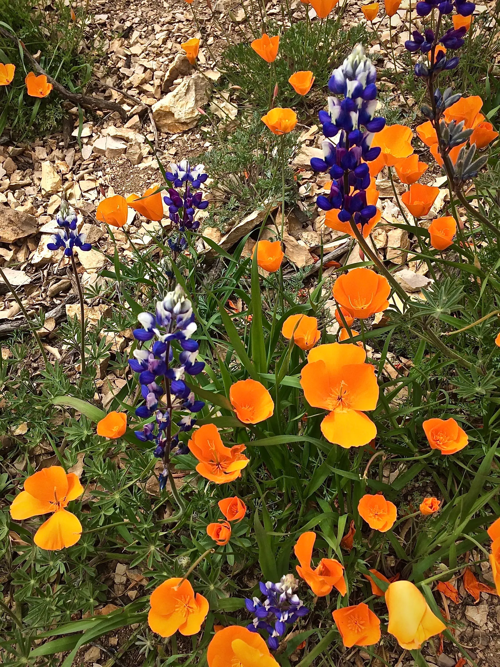 Grape Soda Lupine (Lupinus Excubitus) — which can reach up to 1 foot in length