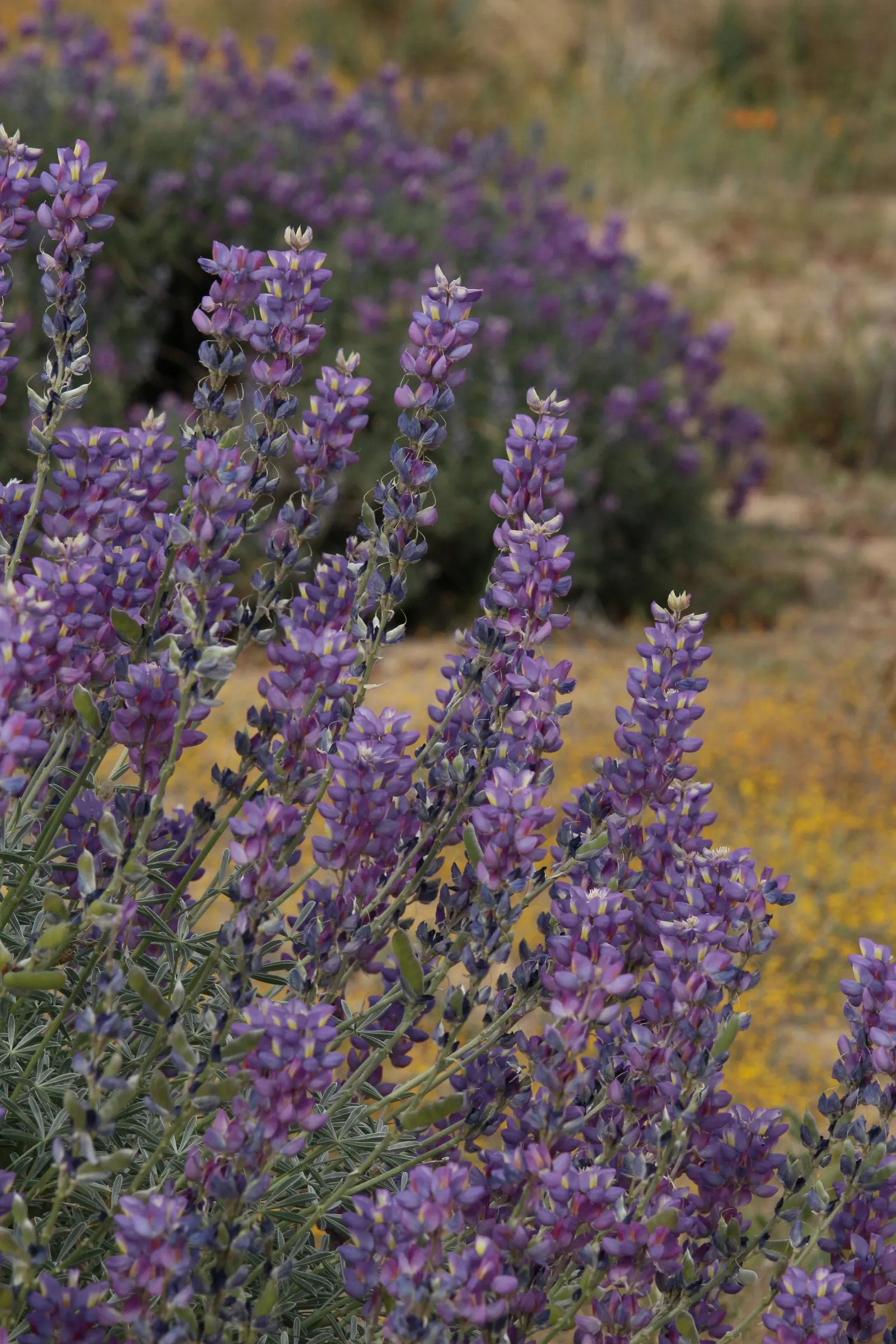 Grape Soda Lupine (Lupinus Excubitus) — and consider its companion plants carefully