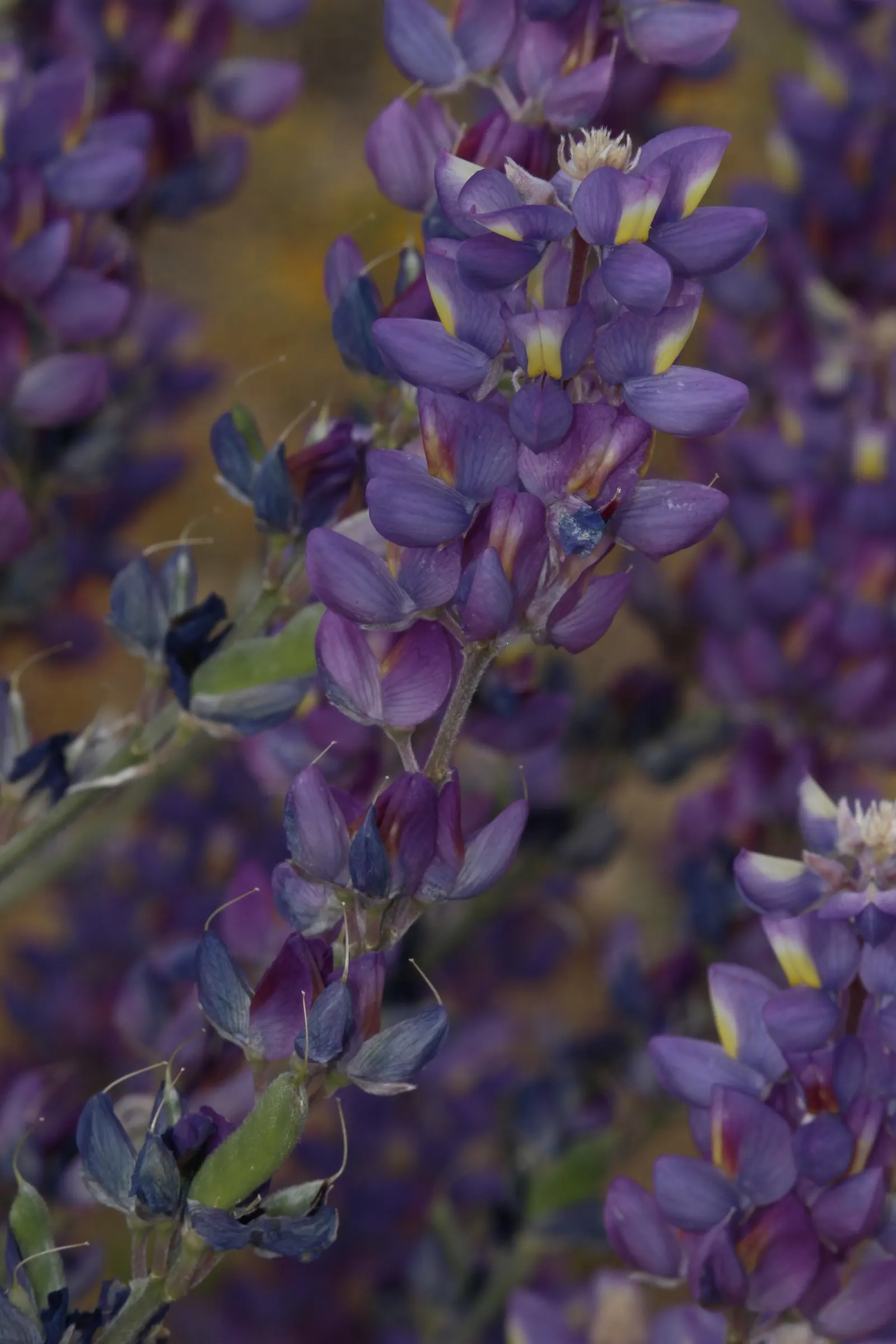 Grape Soda Lupine (Lupinus Excubitus) — enabling it to flourish with limited water once established.<br><br>Characterized by silver-green