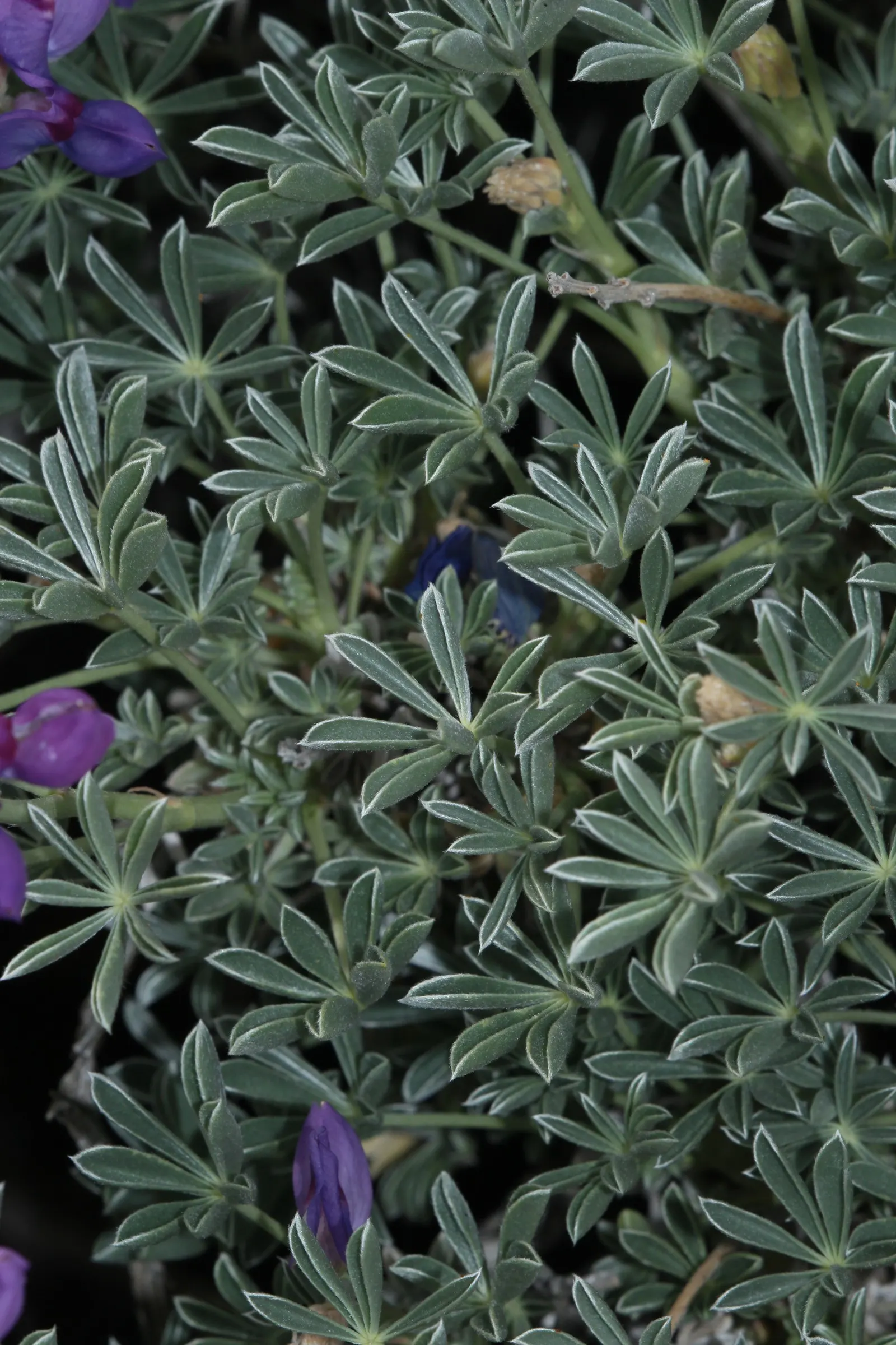 Grape Soda Lupine (Lupinus Excubitus) — preferring full sun to partial shade
