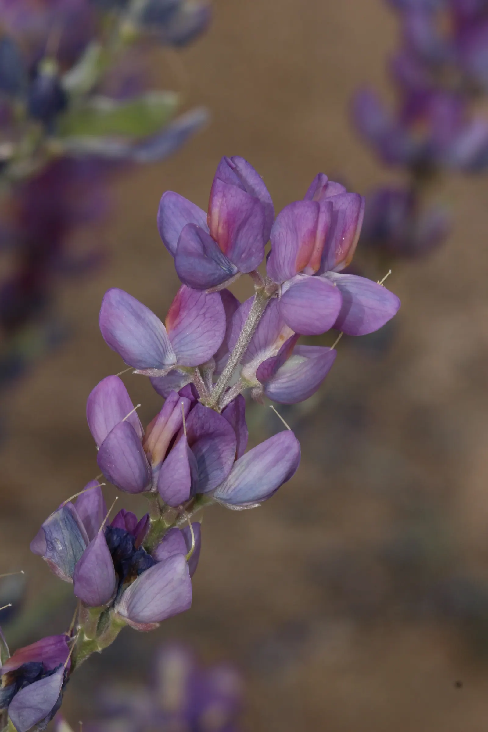 Grape Soda Lupine (Lupinus Excubitus) — enhancing the naturalistic appeal in your landscape design