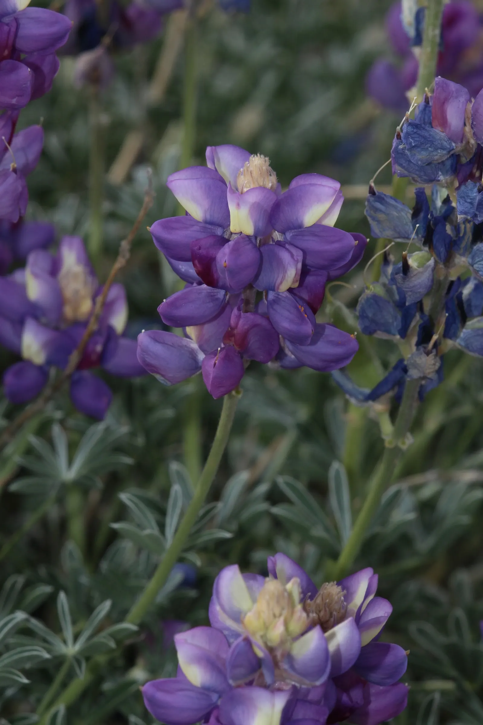 Grape Soda Lupine (Lupinus Excubitus) — allow sufficient space for its mature spread