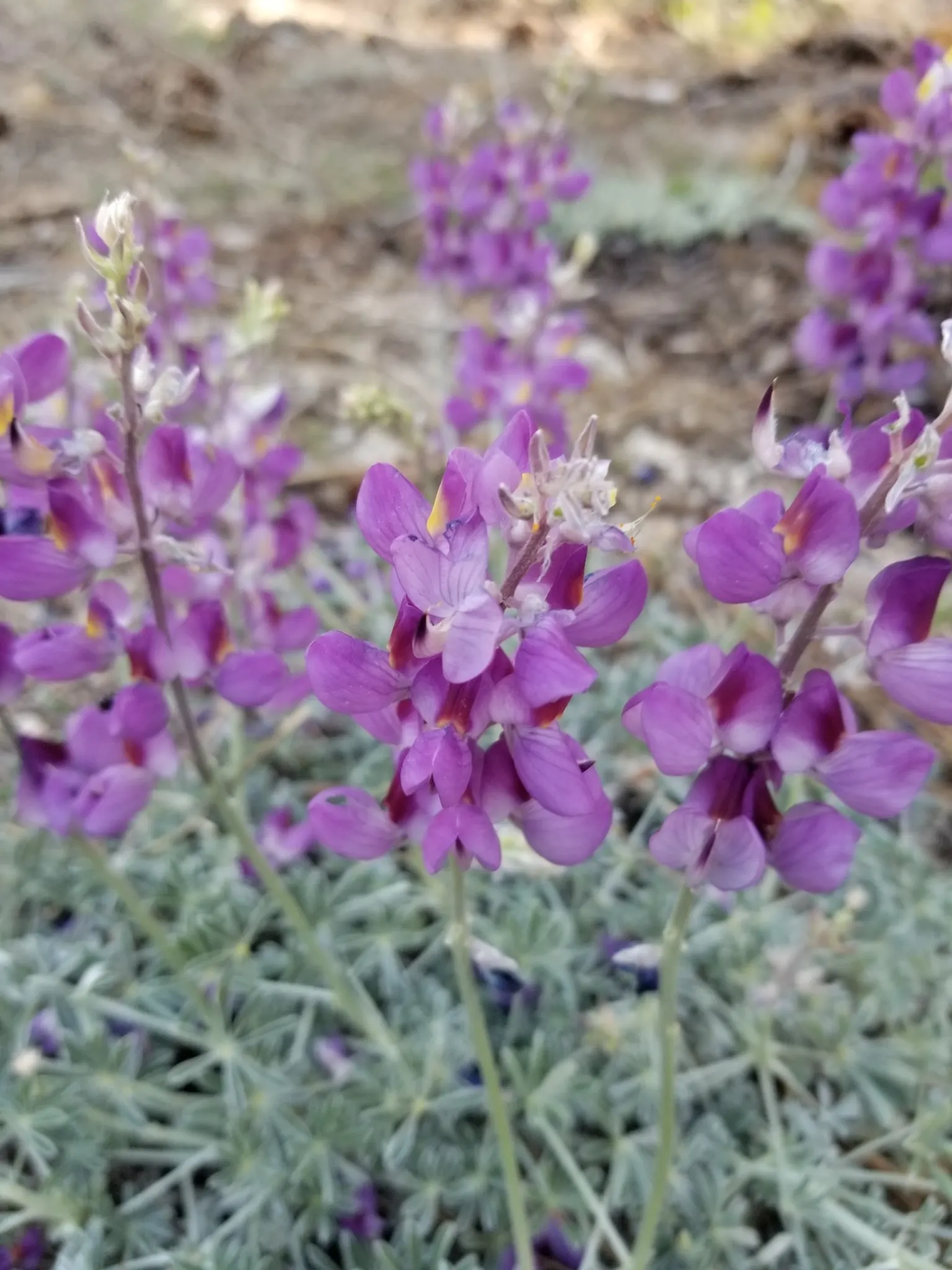 Grape Soda Lupine (Lupinus Excubitus) — the Grape Soda Lupine is well-adapted for drier climates
