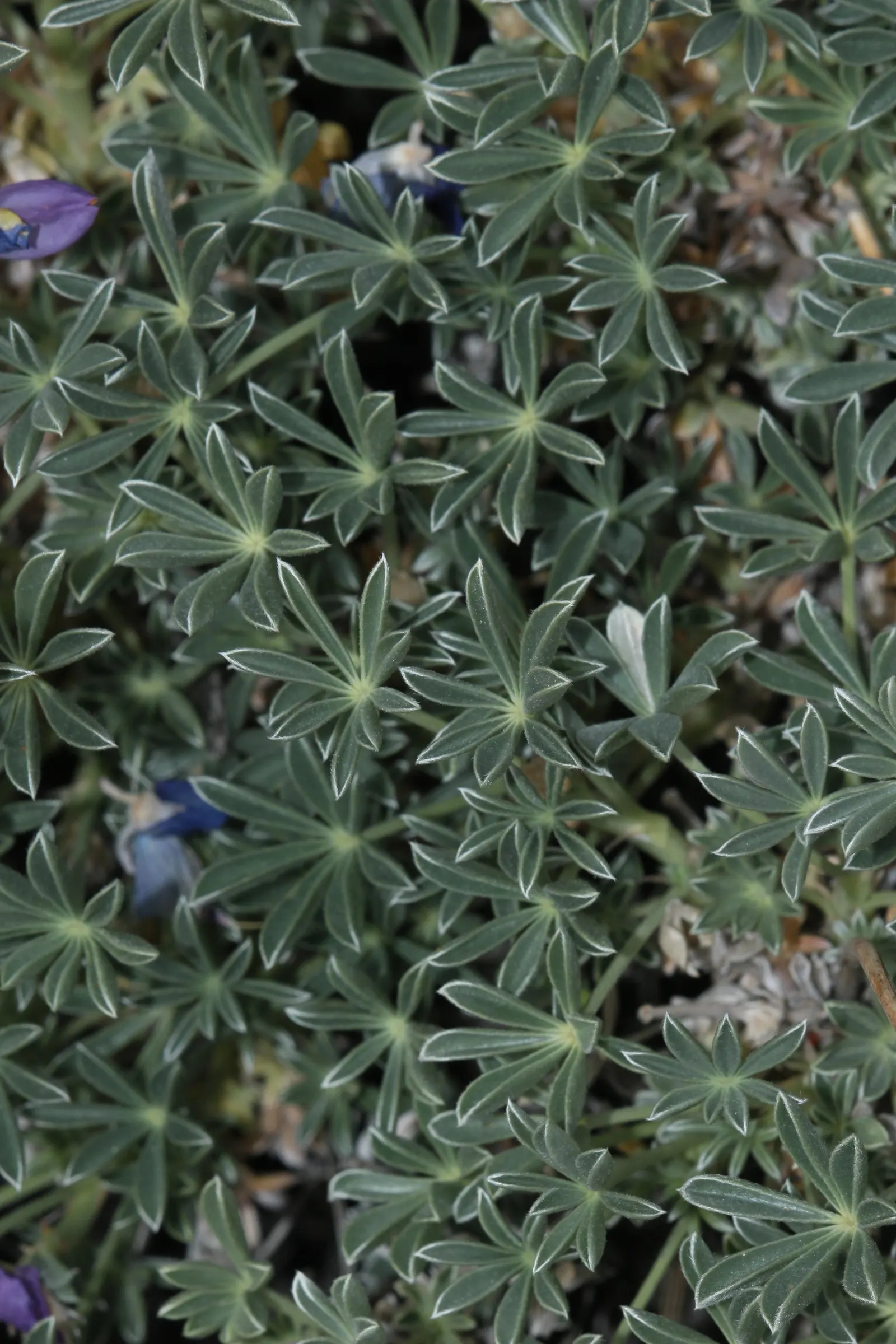Grape Soda Lupine (Lupinus Excubitus) — These captivating blooms not only offer visual delight but also attract pollinators such as bees