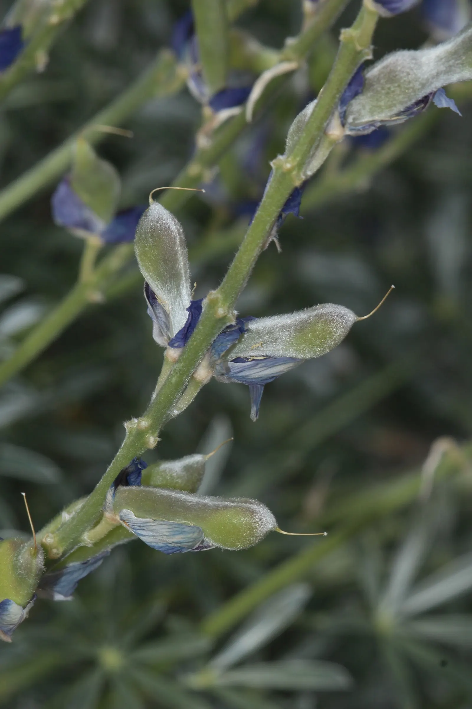 Grape Soda Lupine (Lupinus Excubitus) — Its drought tolerance is a significant asset
