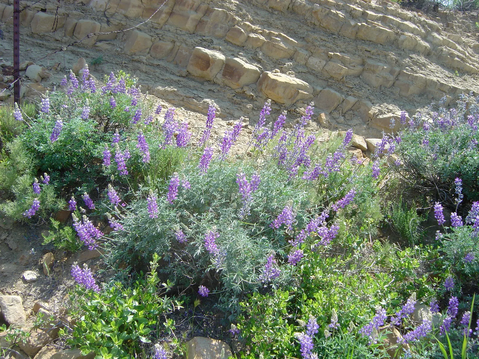 Grape Soda Lupine (Lupinus Excubitus) — with a spread of about 2 to 3 feet