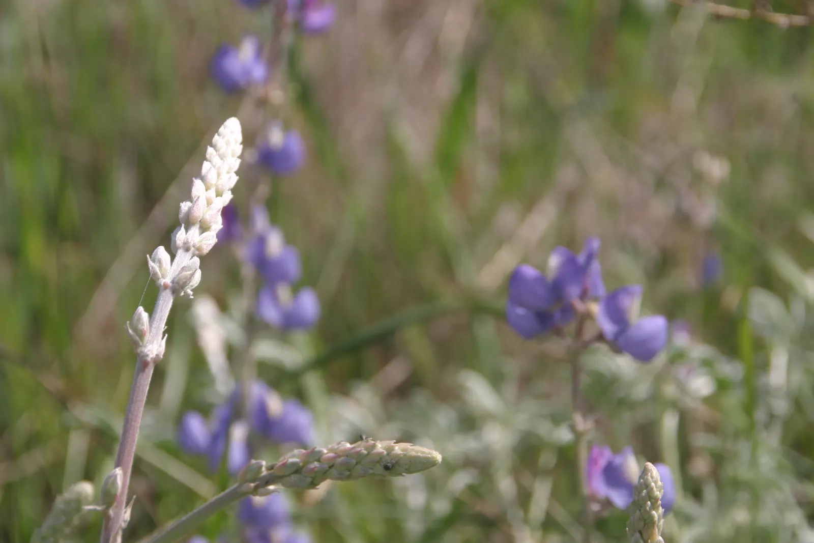 Grape Soda Lupine (Lupinus Excubitus) — From mid-spring to early summer