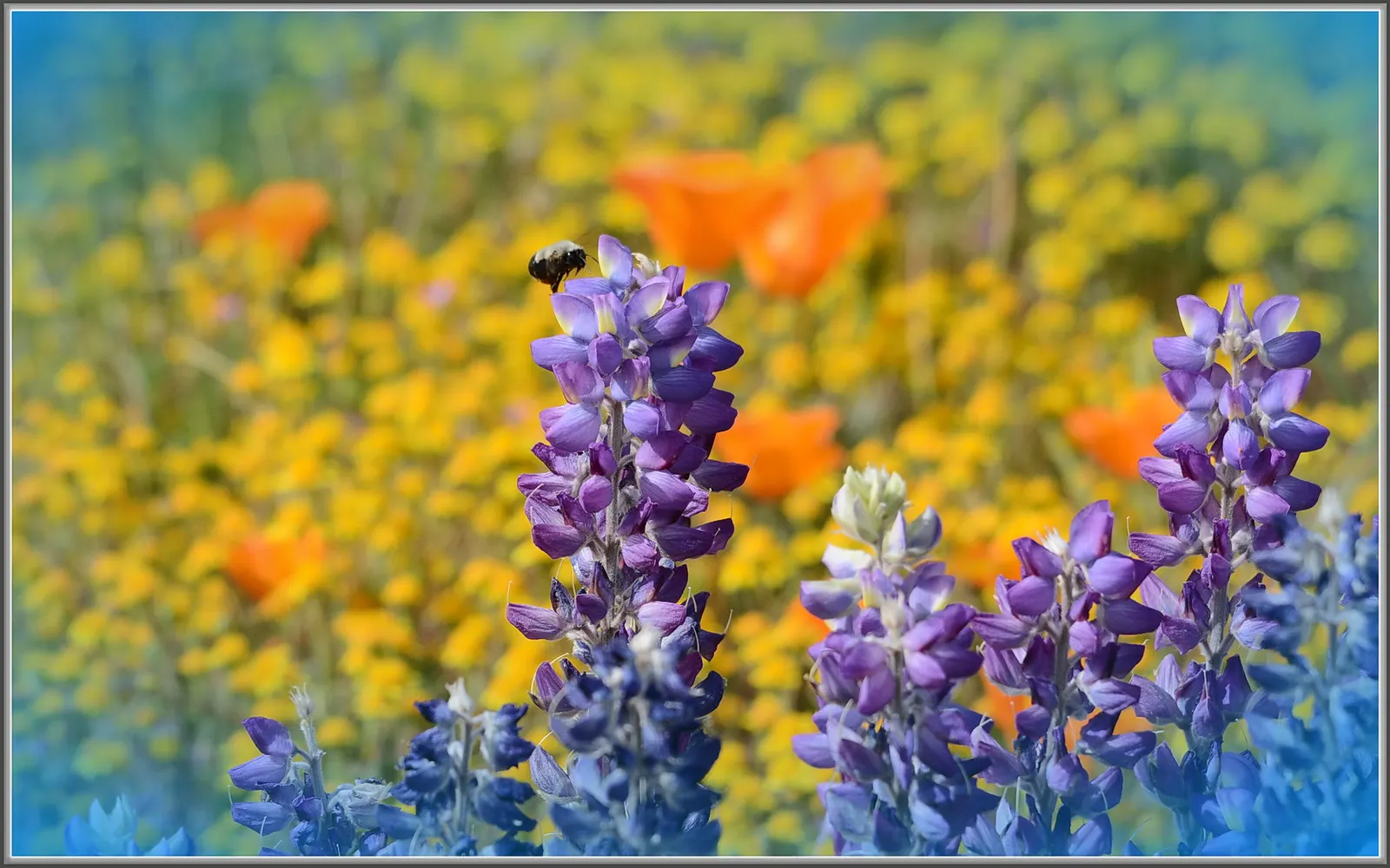 Grape Soda Lupine (Lupinus Excubitus) — Blooms emerge in spring, attracting pollinators