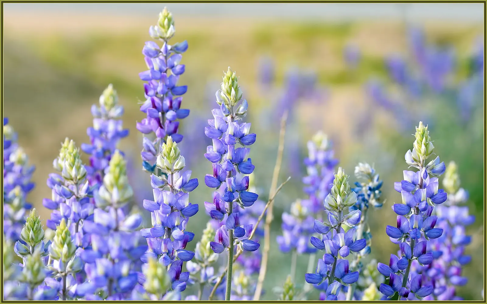 Grape Soda Lupine (Lupinus Excubitus) — boasts a striking presence due to its distinctive grape-like fragrance and regal