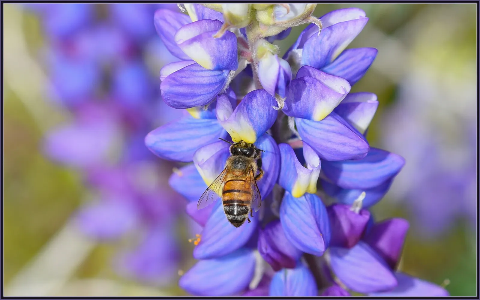 Grape Soda Lupine (Lupinus Excubitus) — Native to the western United States