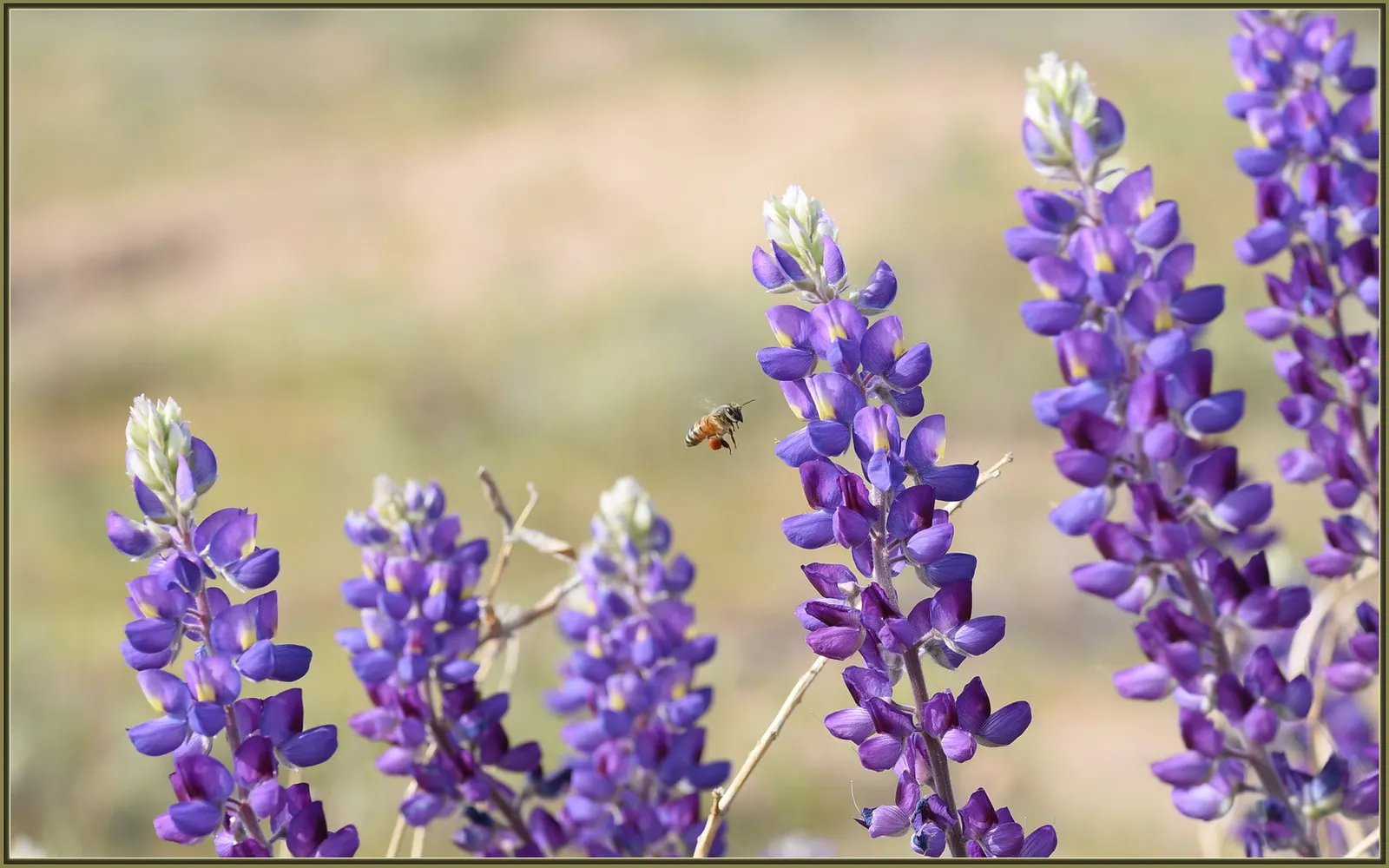 Grape Soda Lupine (Lupinus Excubitus) — the plant grows to a mature size of approximately 3 to 4 feet in height