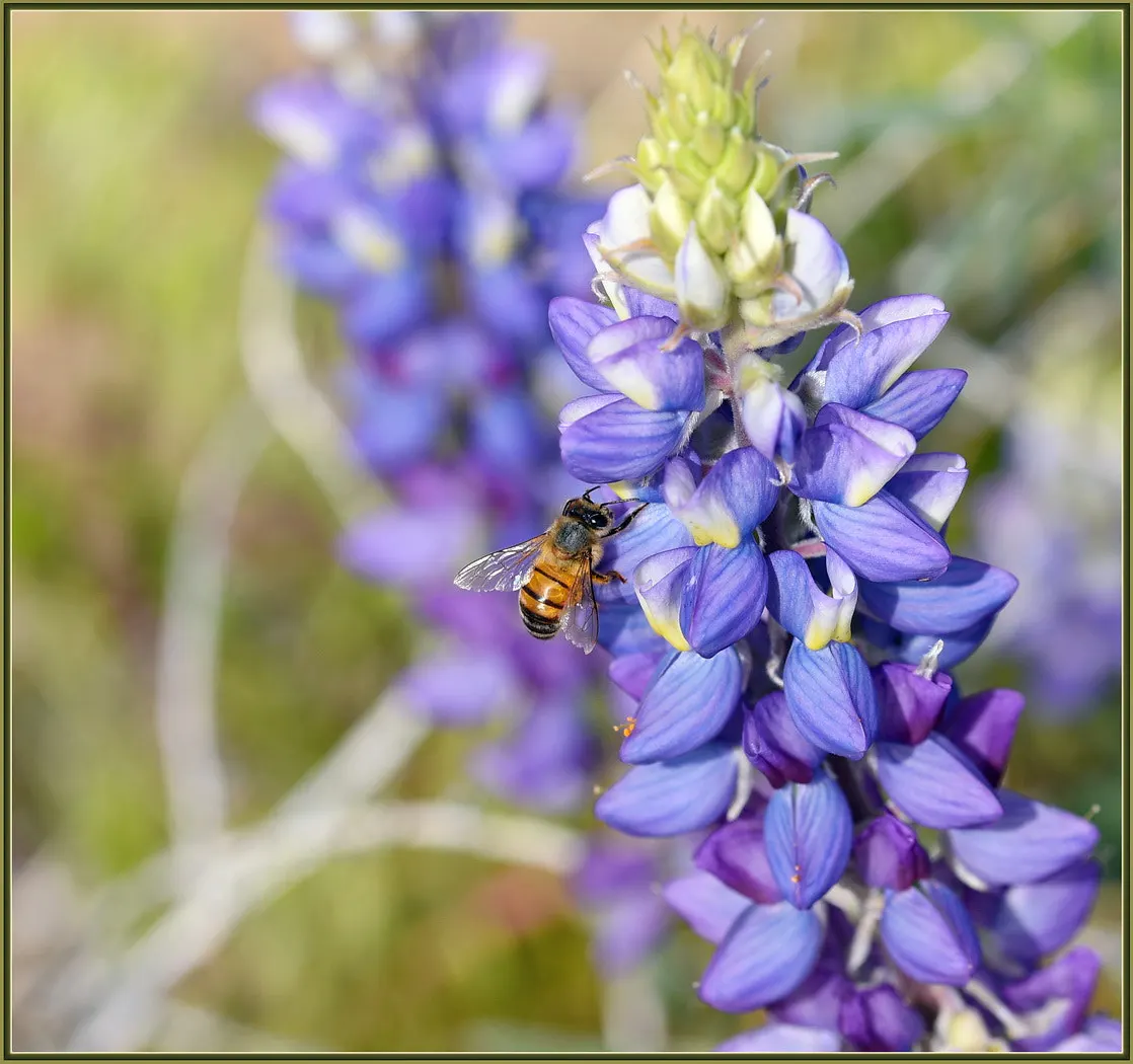 Grape Soda Lupine (Lupinus Excubitus) — An ideal choice for xeriscaping