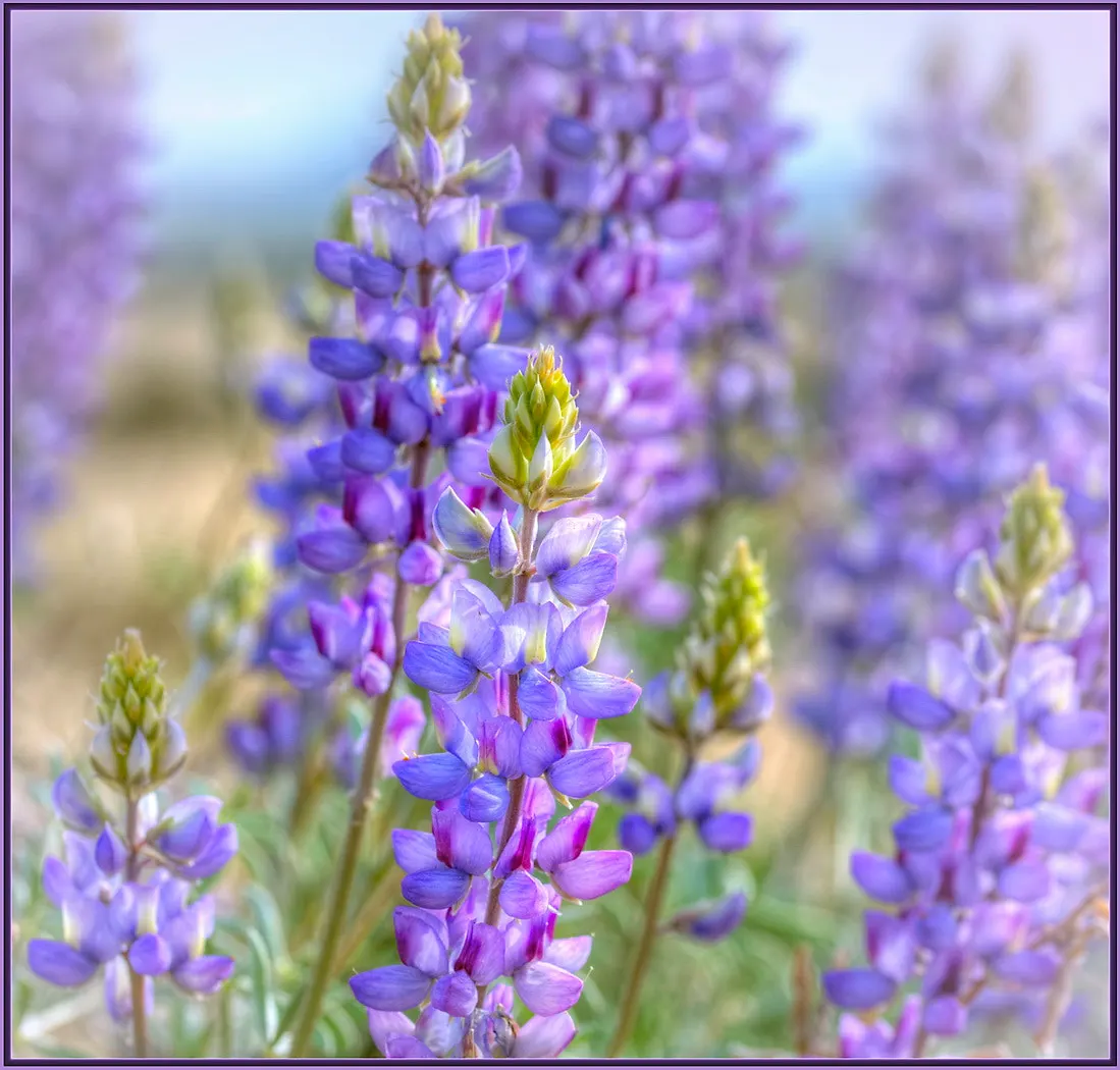 Grape Soda Lupine (Lupinus Excubitus) — This drought-tolerant native stands 2-3 feet tall and thrives in well-drained soils