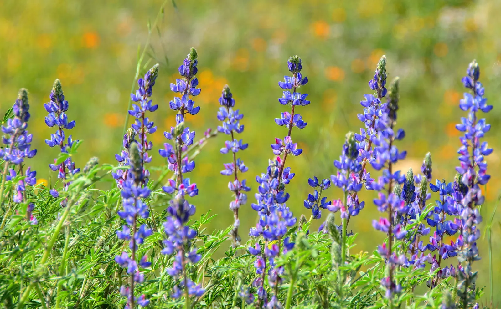 Grape Soda Lupine (Lupinus Excubitus) — conical clusters of deep violet to blue flowers