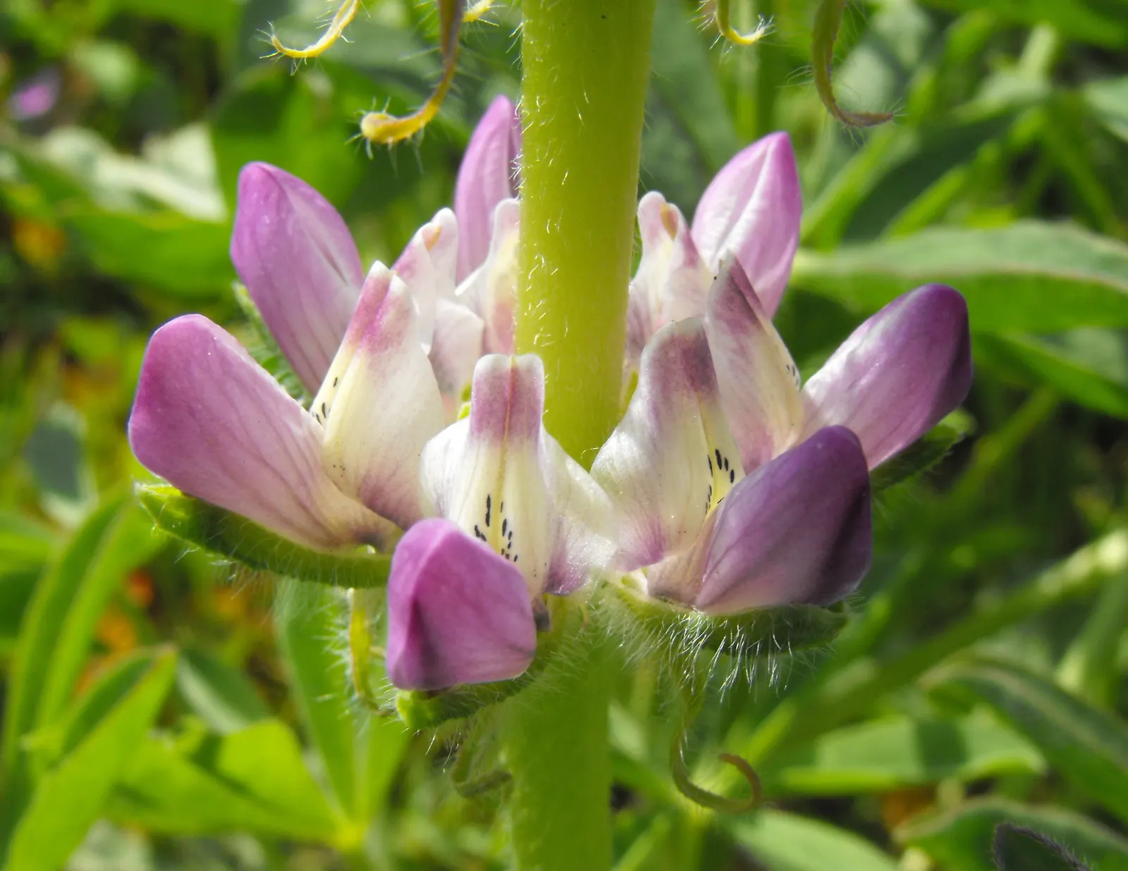 Grape Soda Lupine (Lupinus Excubitus) — Space plants approximately 18-24 inches apart to accommodate a spread of up to 2 feet