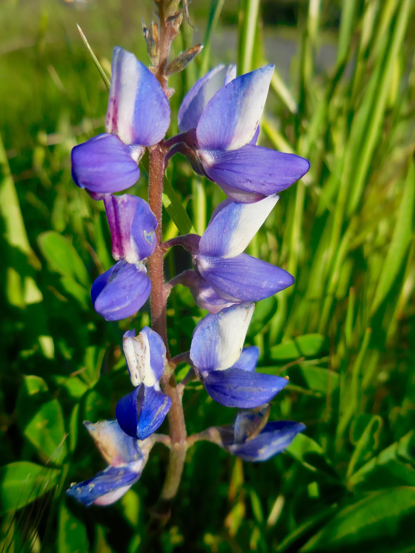 Grape Soda Lupine (Lupinus Excubitus) — this perennial plant typically thrives in USDA hardiness zones 8 through 10
