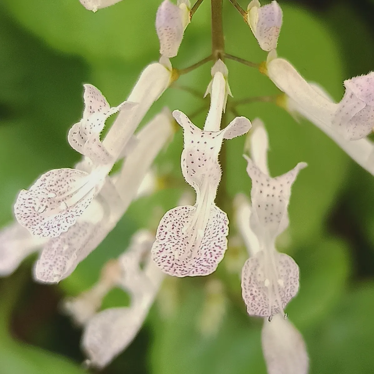 Swedish Ivy (Plectranthus verticillatus) — The Swedish Begonia, Plectranthus australis, is a versatile, evergreen perennial