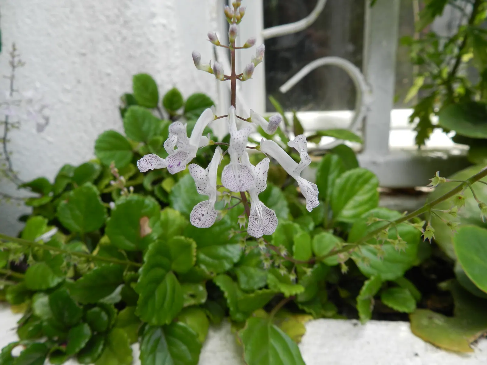 Swedish Ivy (Plectranthus verticillatus) — though its foliage remains the primary aesthetic attraction.<br><br>For the landscape designer