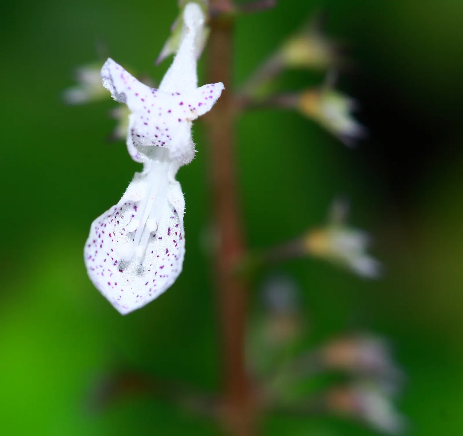 Swedish Ivy (Plectranthus verticillatus) — provide occasional liquid fertilizer during the growing season