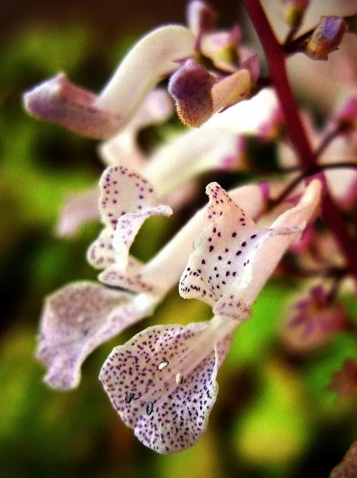 Swedish Ivy (Plectranthus verticillatus) — or Plectranthus australis