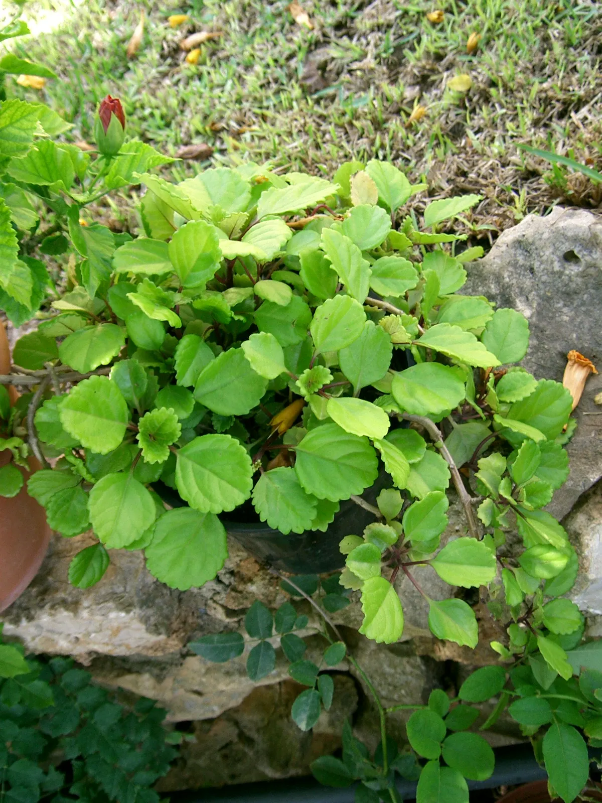 Swedish Ivy (Plectranthus verticillatus) — Ideal for hanging baskets or as an indoor specimen