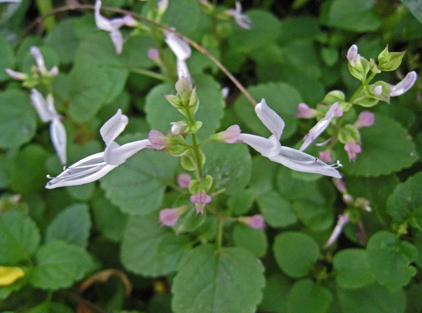 Swedish Ivy (Plectranthus verticillatus) — This low-maintenance plant thrives in partial shade to full sun and prefers well-drained soil