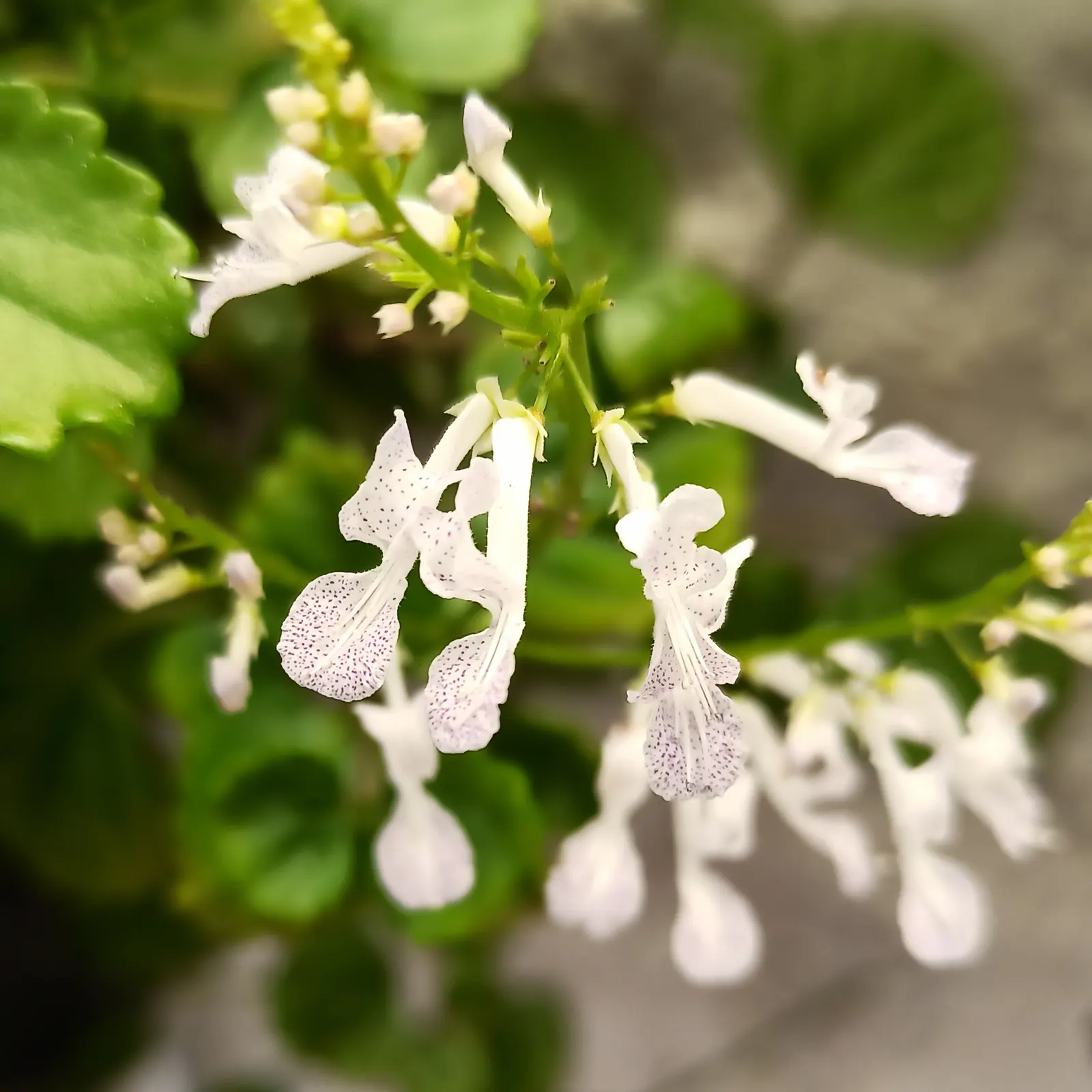 Swedish Ivy (Plectranthus verticillatus) — the plant will bloom in spring or autumn