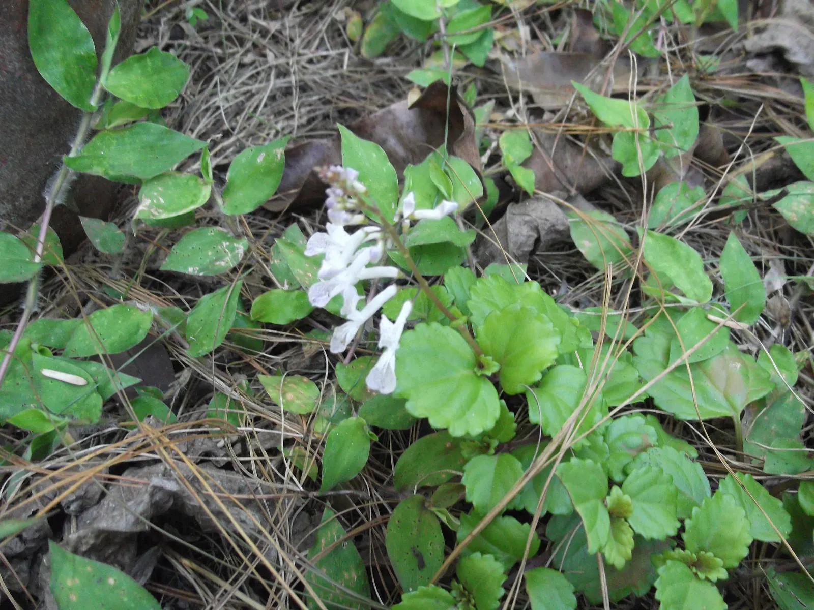 Swedish Ivy (Plectranthus verticillatus) — and protect from frost in cooler climates