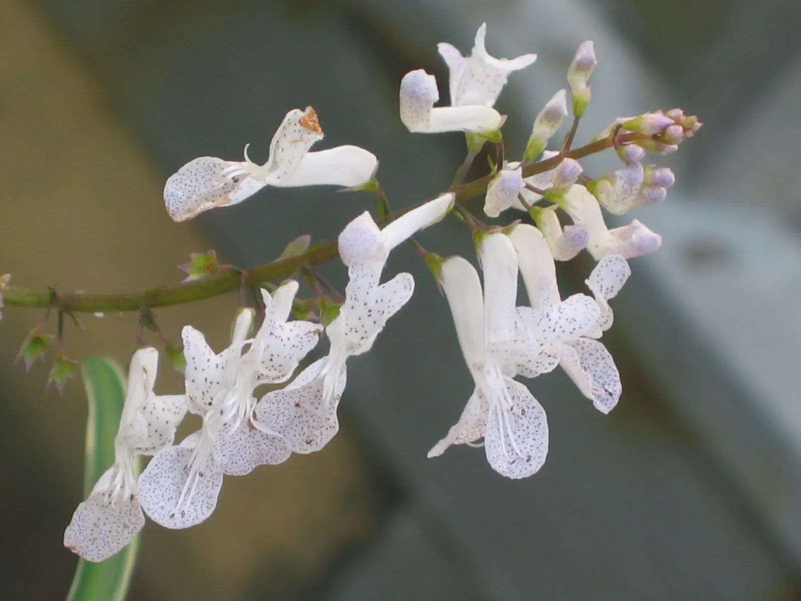Swedish Ivy (Plectranthus verticillatus) — from partial shade to indirect sunlight