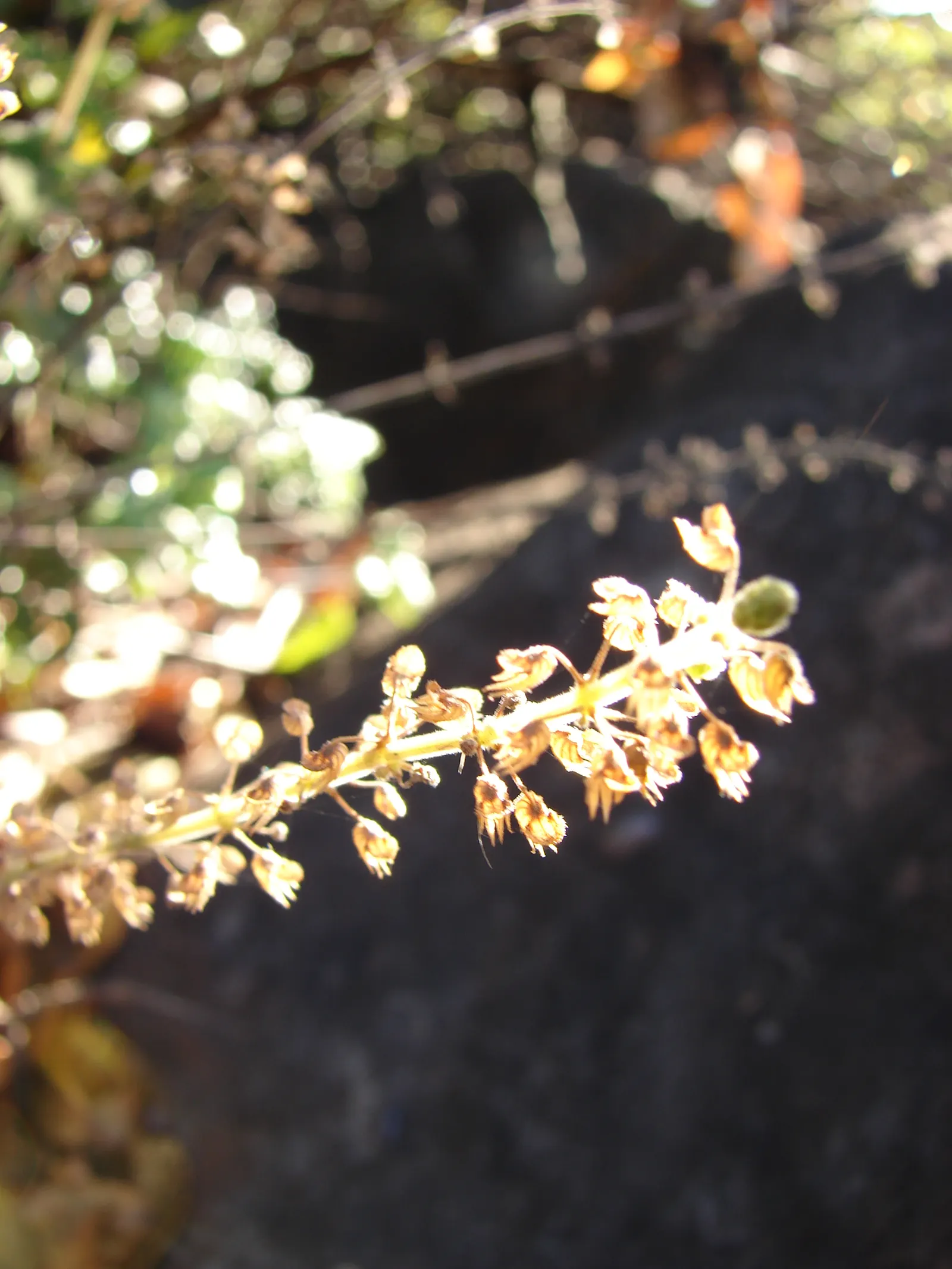 Swedish Ivy (Plectranthus verticillatus) — creating a dense mat of soft-textured
