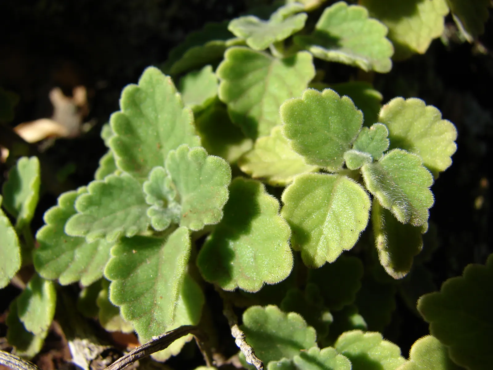 Swedish Ivy (Plectranthus verticillatus) — Plectranthus australis reaches around 10 to 30 inches in height and spreads to a width of 12 to 36 inches