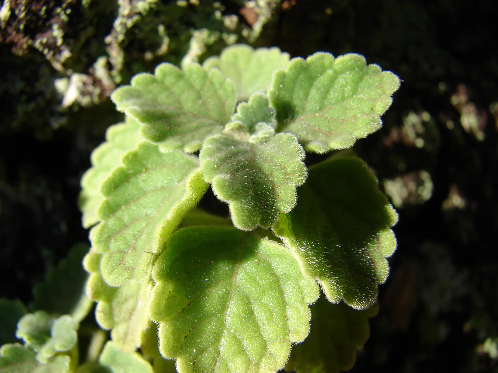 Swedish Ivy (Plectranthus verticillatus) — It produces small, white to pale blue flowers, adding a delicate touch to borders or as a ground cover