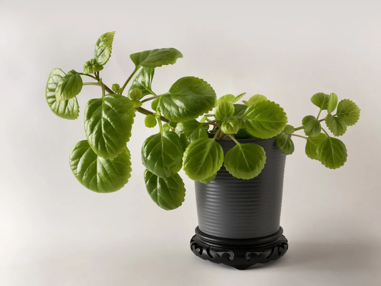 Swedish Ivy (Plectranthus verticillatus) — white to pale blue flowers