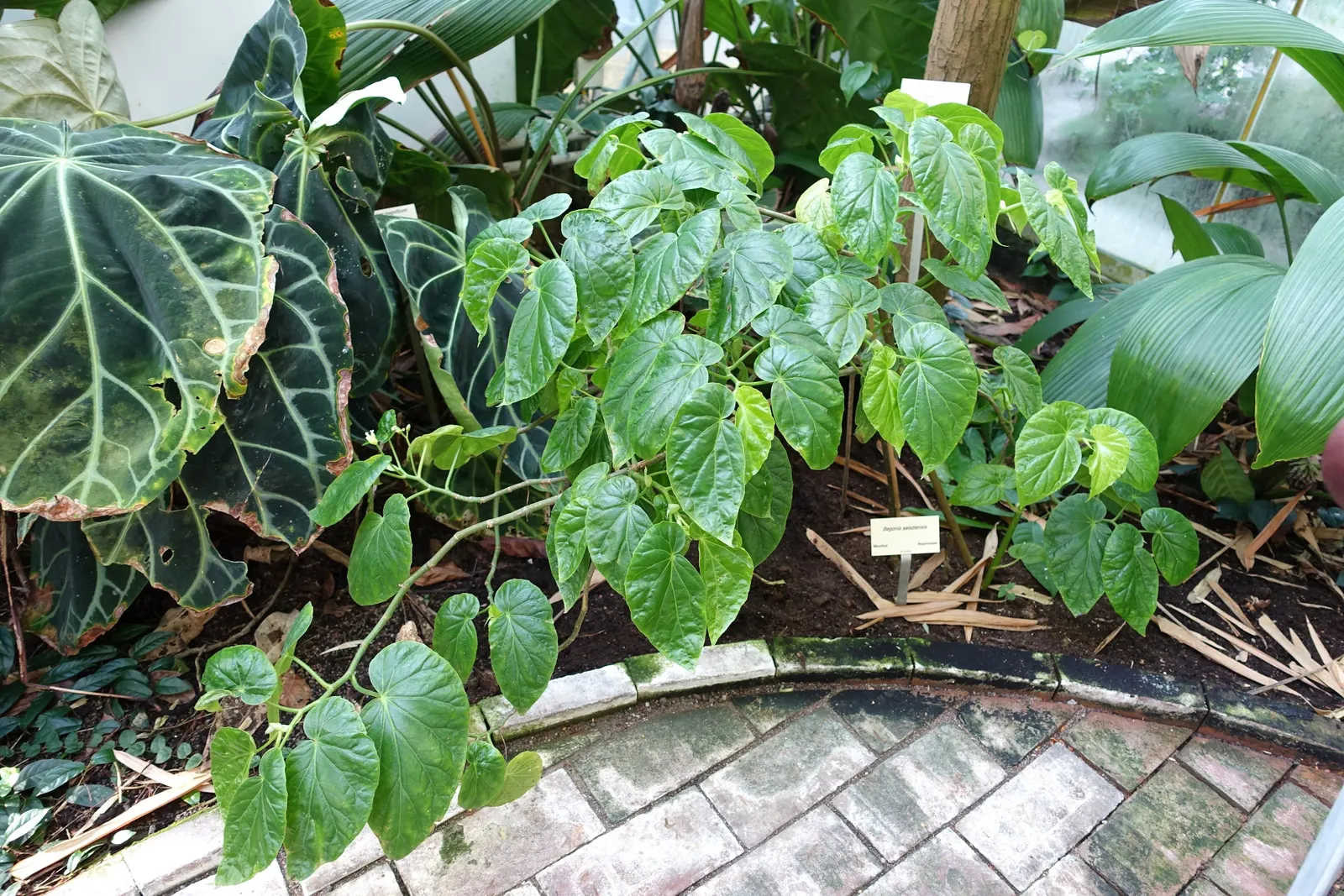 Swedish Ivy (Plectranthus verticillatus) — It's facile in terms of maintenance and is drought-tolerant once established