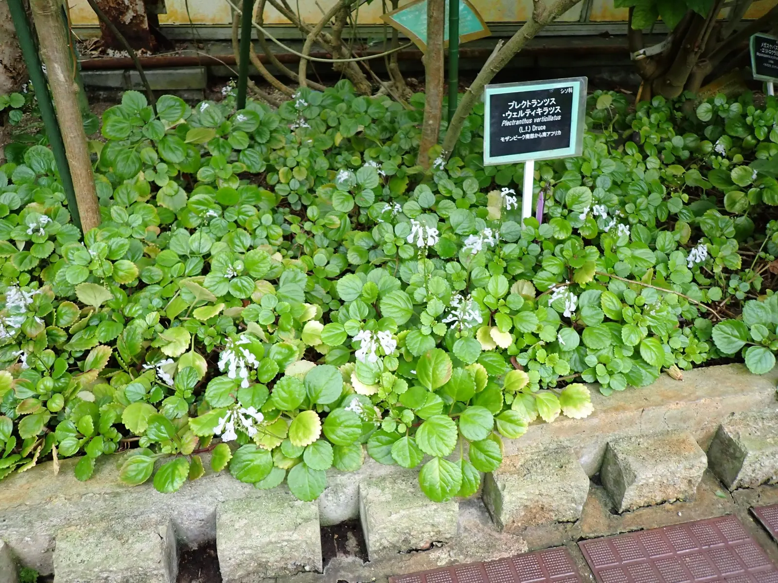 Swedish Ivy (Plectranthus verticillatus) — from partial shade to indirect sunlight; it produces small, white to pale blue flowers, adding a delicate touch to
