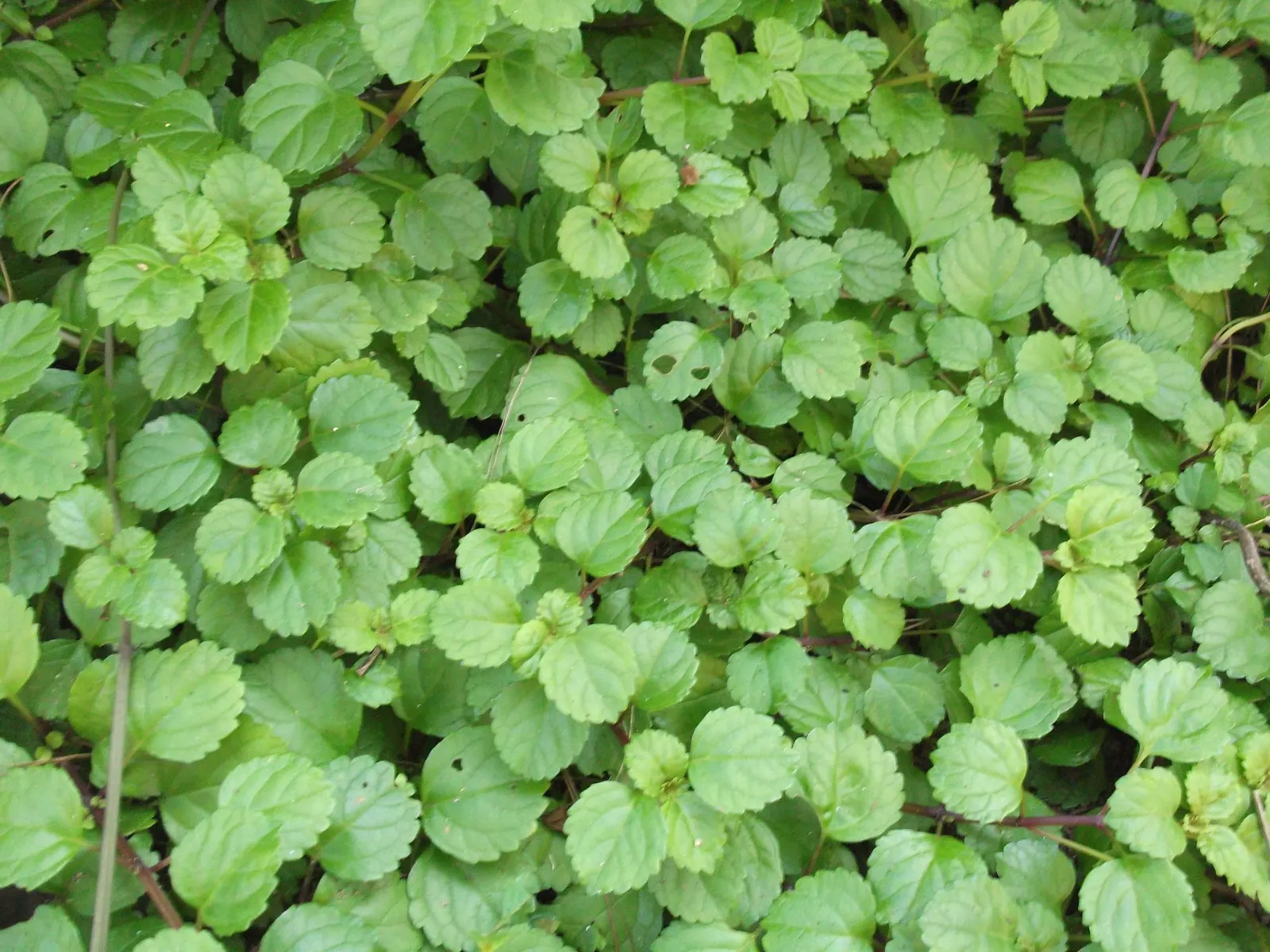 Swedish Ivy (Plectranthus verticillatus) — though its foliage remains the primary aesthetic attraction.<br><br>For the landscape designer; it produces small
