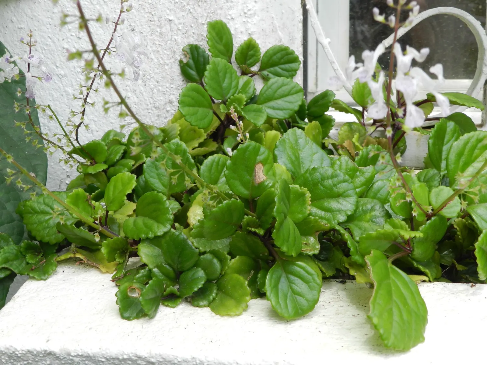 Swedish Ivy (Plectranthus verticillatus) — This plant is also an excellent candidate for hanging baskets or as a ground cover