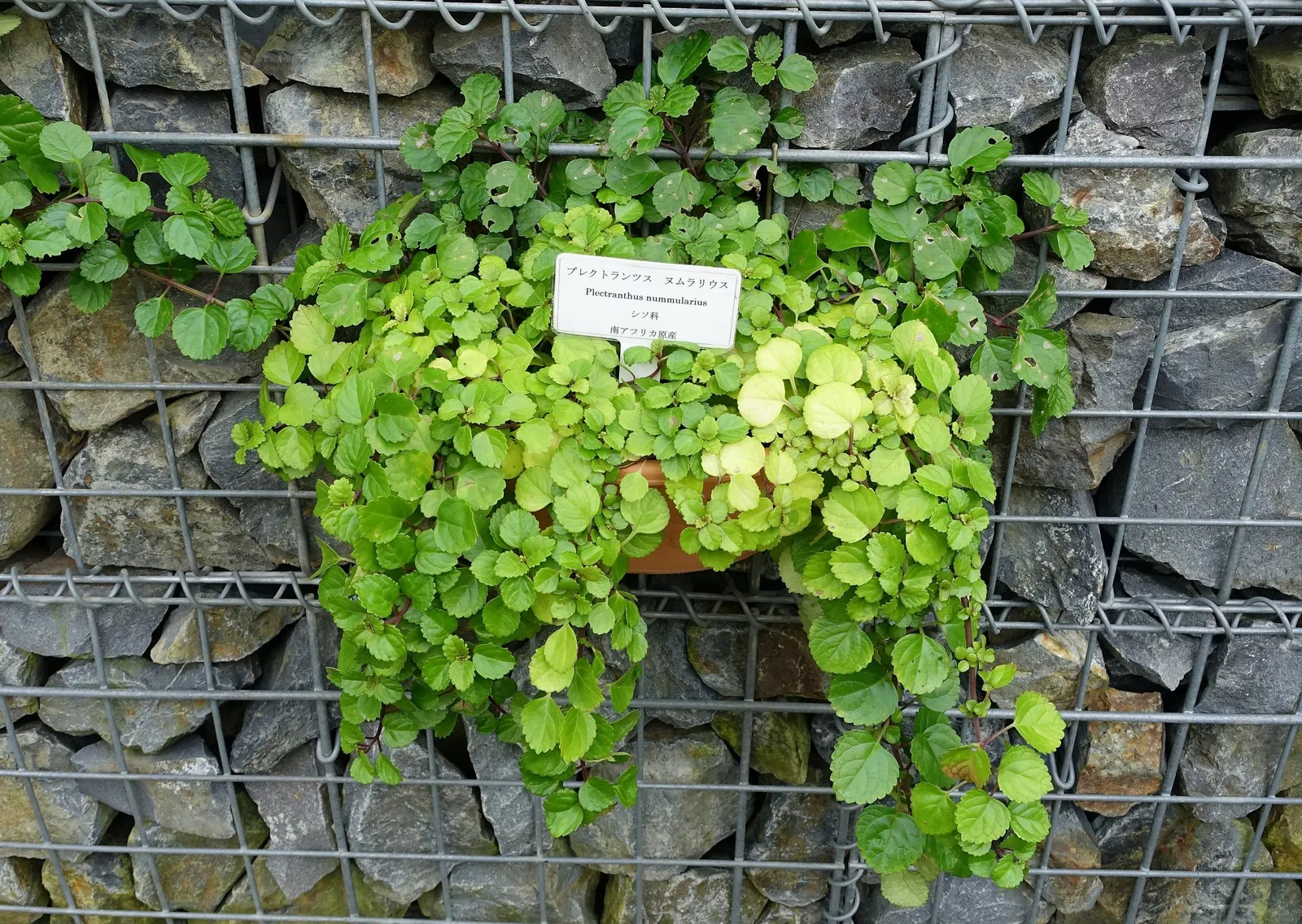 Swedish Ivy (Plectranthus verticillatus) — provide occasional liquid fertilizer during the growing season; where its trailing stems can create a full
