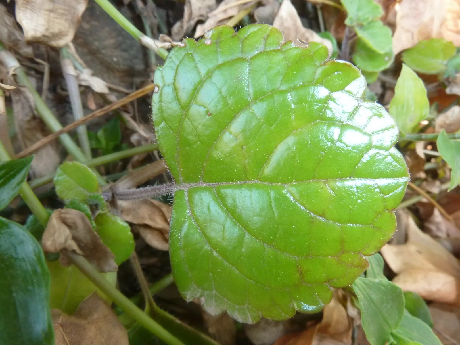 Swedish Ivy (Plectranthus verticillatus) — perennial with purple and white blooms