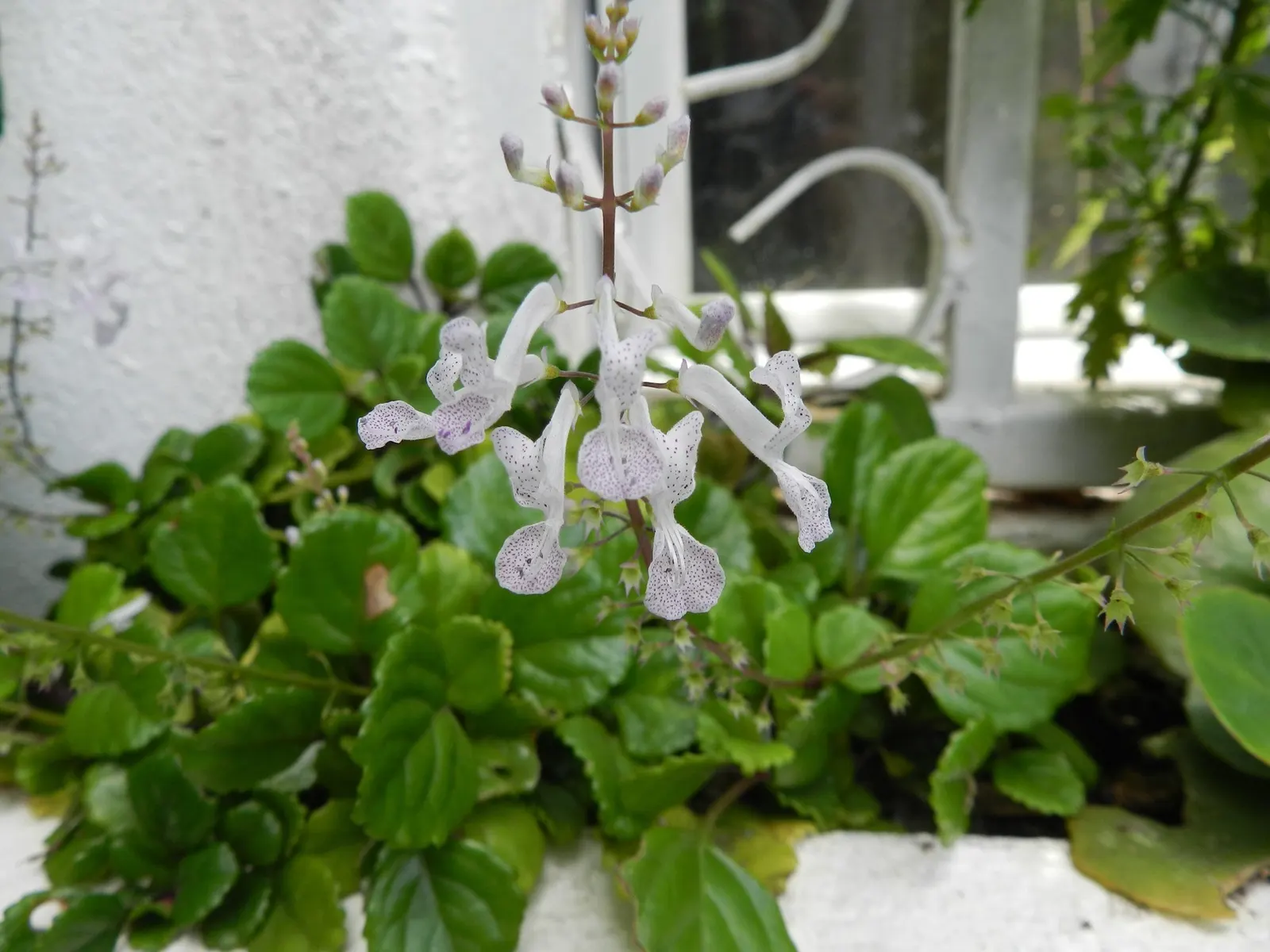 Swedish Ivy (Plectranthus verticillatus) — where its trailing stems can create a full