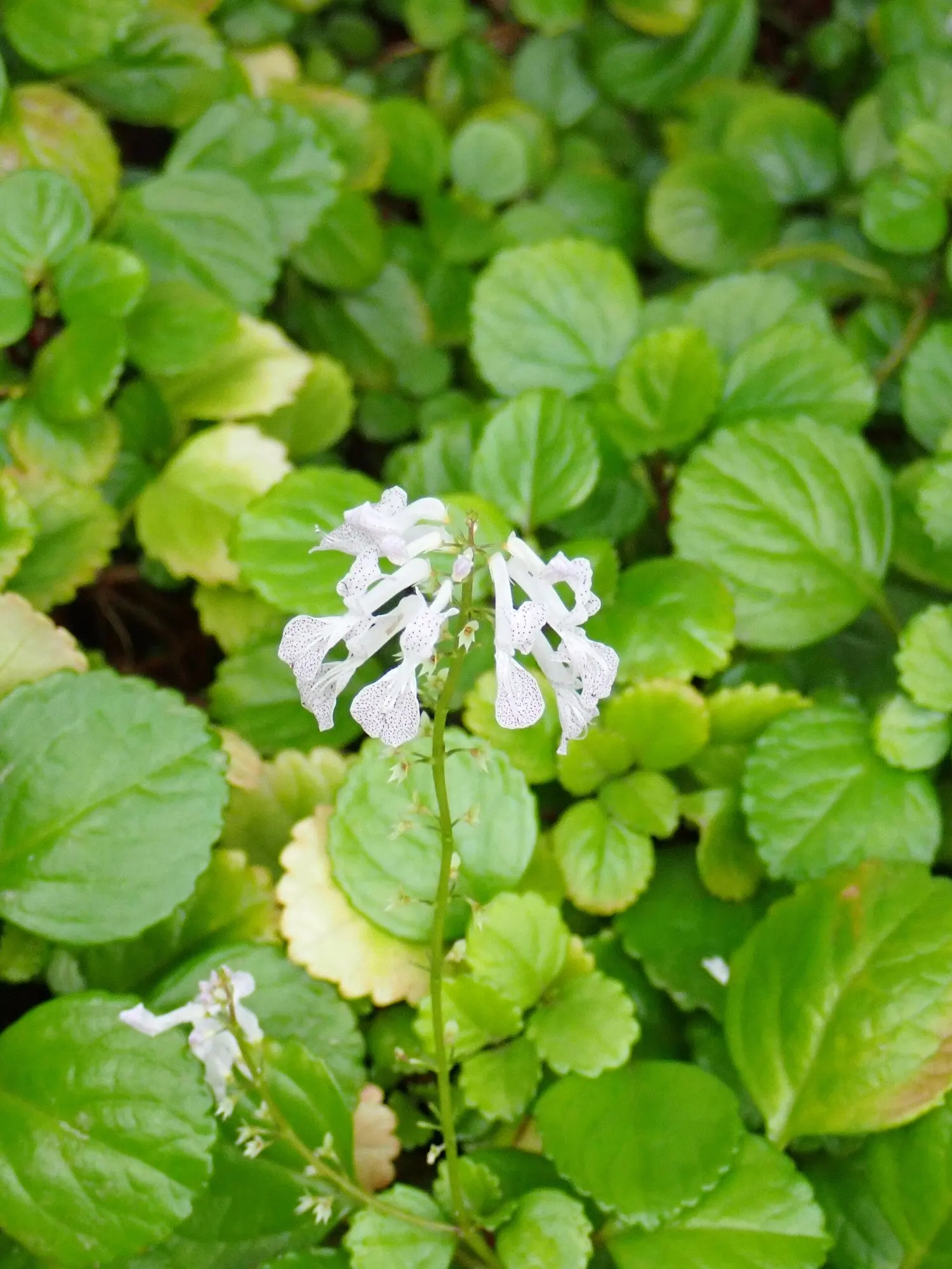 Swedish Ivy (Plectranthus verticillatus) — perennial for half