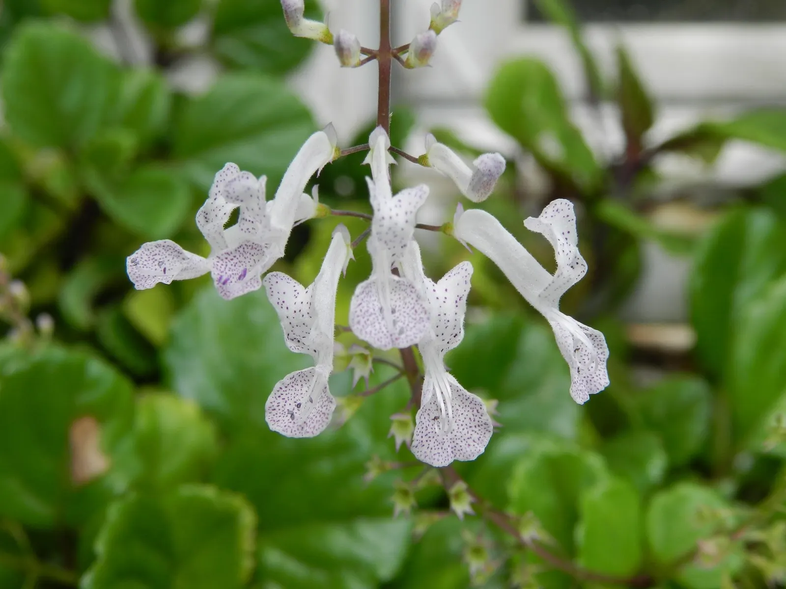 Swedish Ivy (Plectranthus verticillatus) — purple and white flowers in the garden
