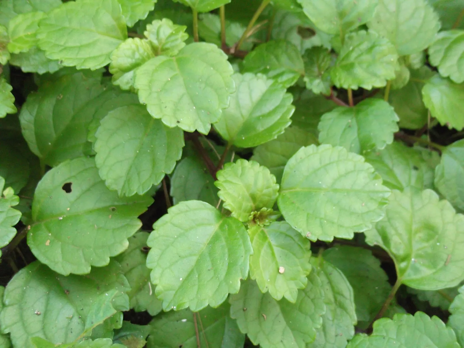 Swedish Ivy (Plectranthus verticillatus) — creating a dense mat of soft-textured; where its trailing stems can create a full