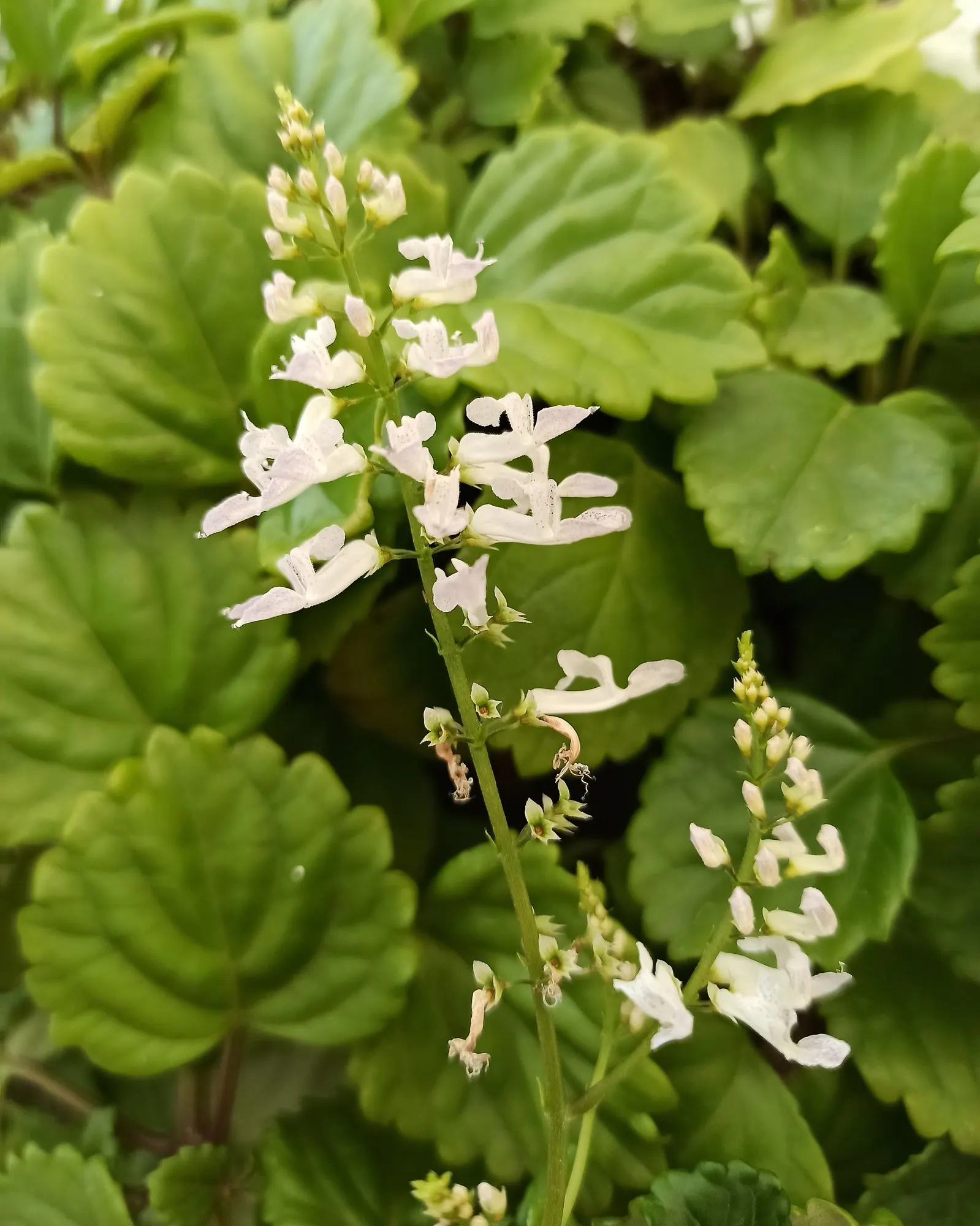 Swedish Ivy (Plectranthus verticillatus) — white to pale blue flowers; where its trailing stems can create a full