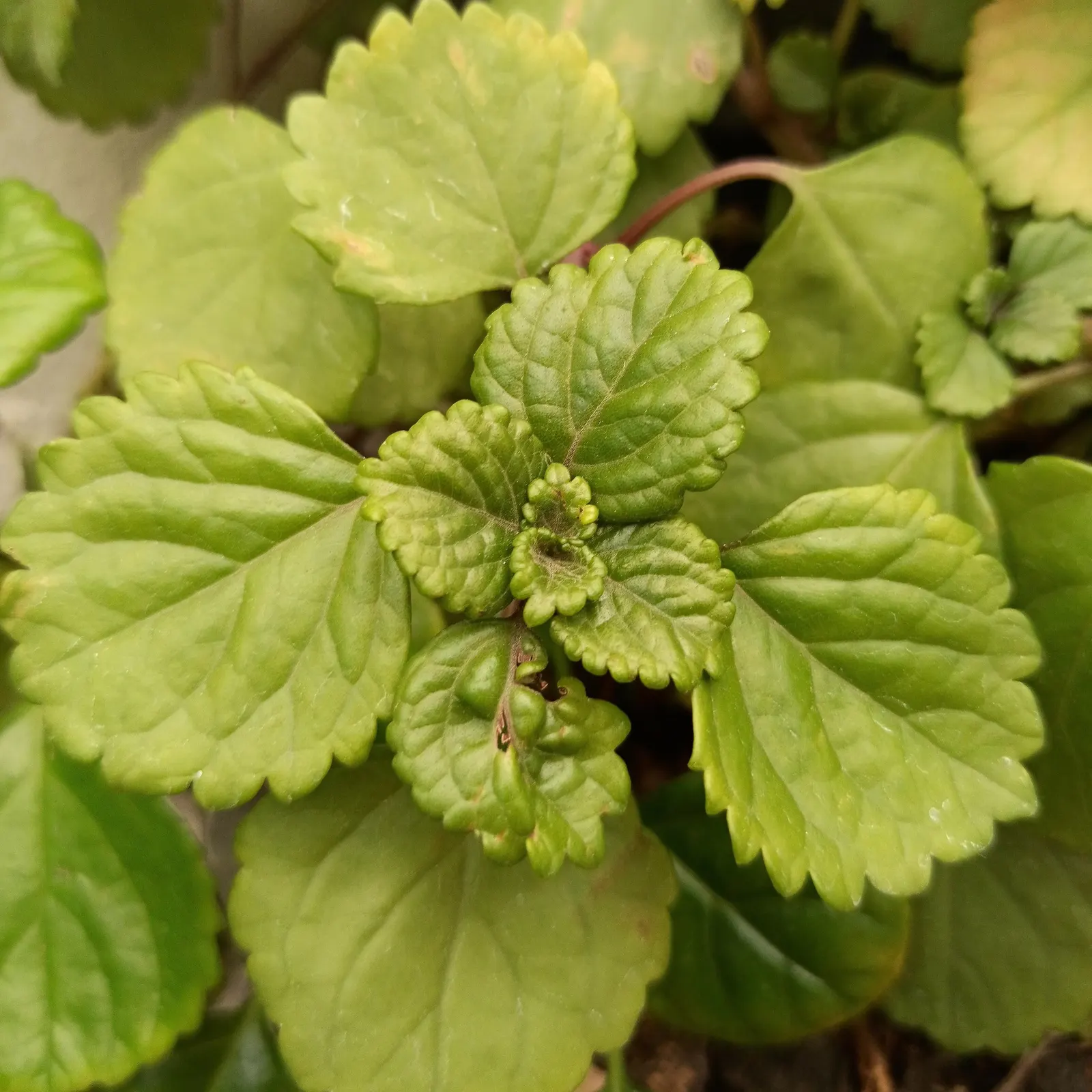 Swedish Ivy (Plectranthus verticillatus) — or Plectranthus australis; where its trailing stems can create a full