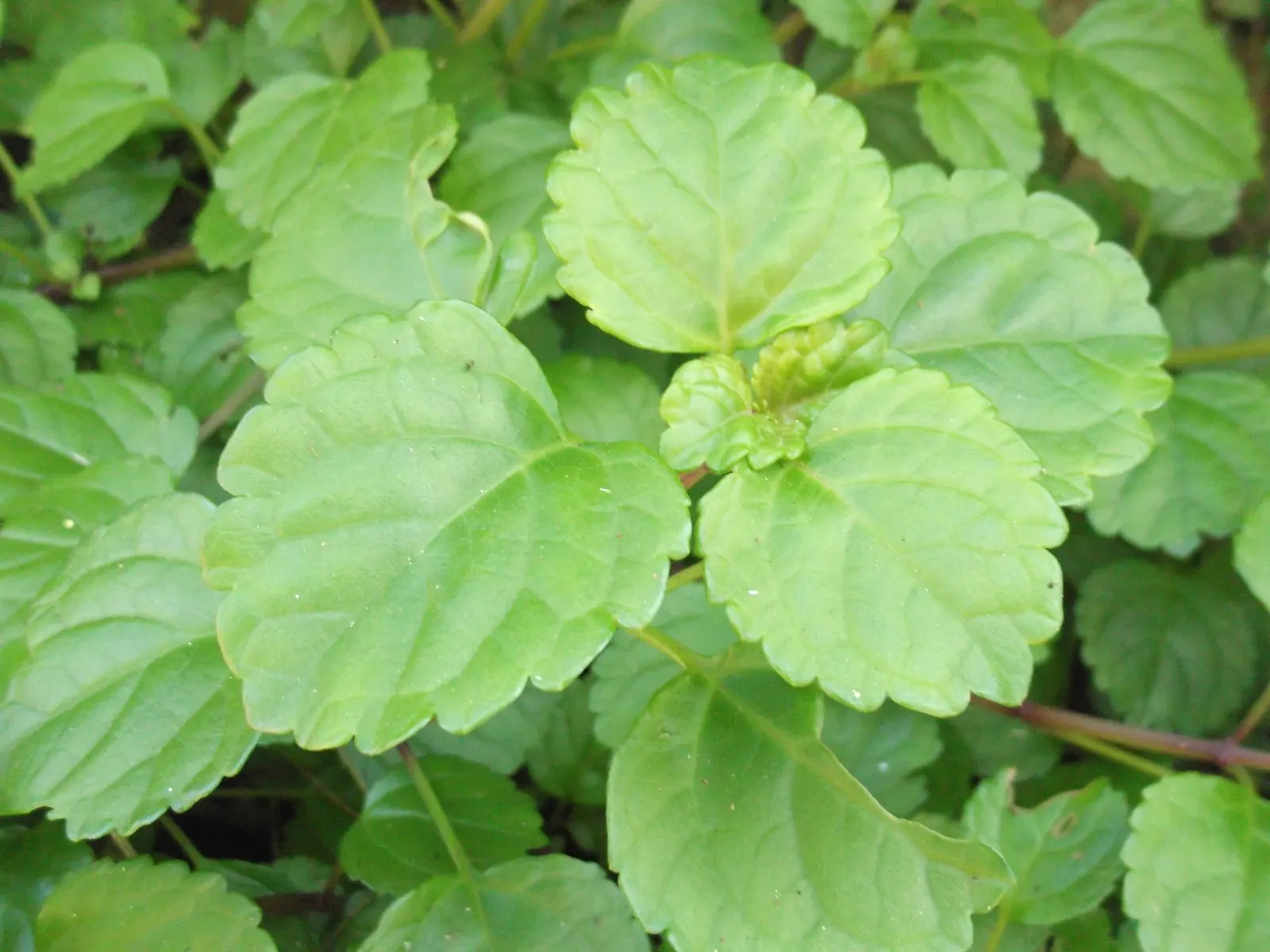 Swedish Ivy (Plectranthus verticillatus) — ovate leaves which are approximately 2 to 3 inches long; it produces small, white to pale blue flowers, adding a