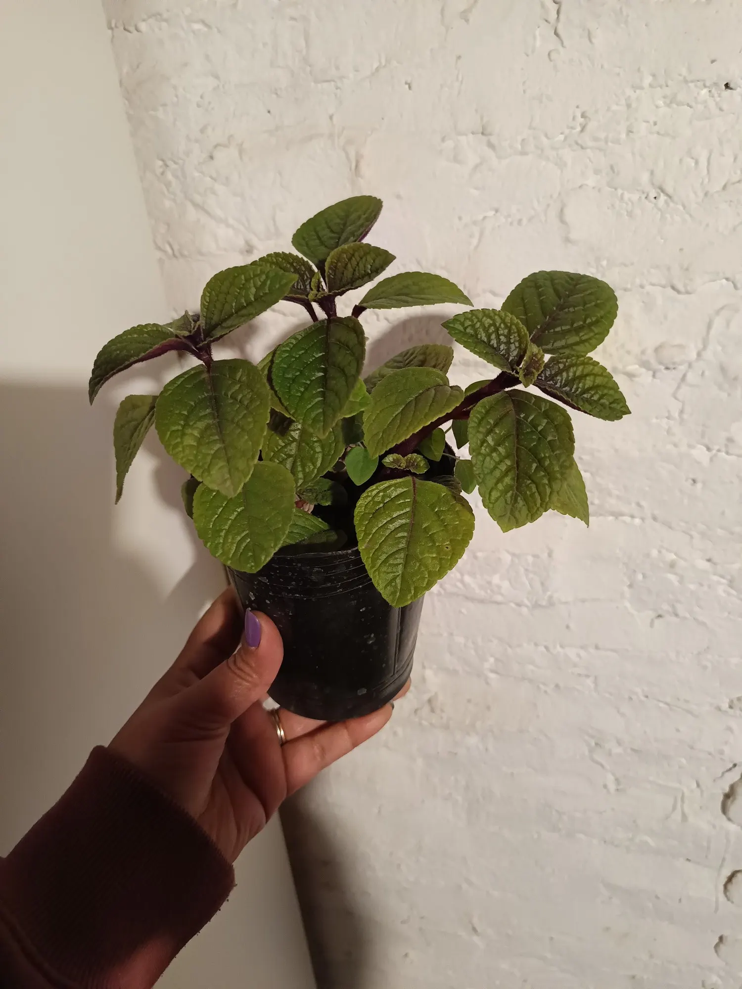Swedish Ivy (Plectranthus verticillatus) — It's facile in terms of maintenance and is drought-tolerant once established; the plant will bloom in spring or