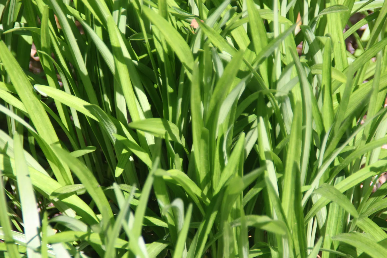 Royal Purple Lily Turf (Liriope Muscari 'Royal Purple') — The Royal Purple Lily Turf (Liriope muscari 'Royal Purple') is an ornamental grass-like perennial
