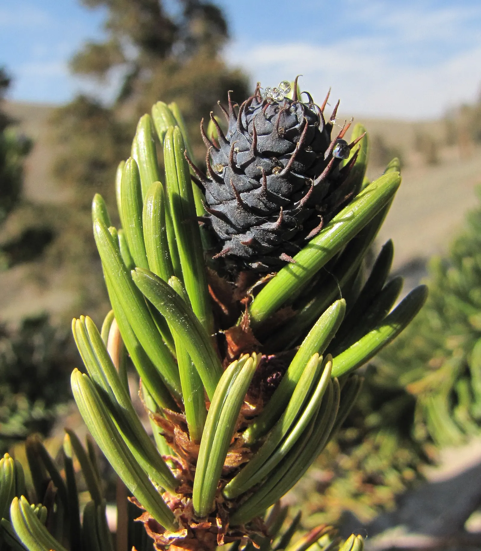Bristlecone Pine (Pinus Longaeva) — renowned for its longevity